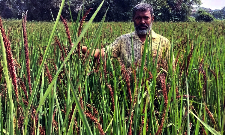 ‘আখাউড়ায় চাষ হচ্ছে ‘ব্ল্যাক রাইস’’