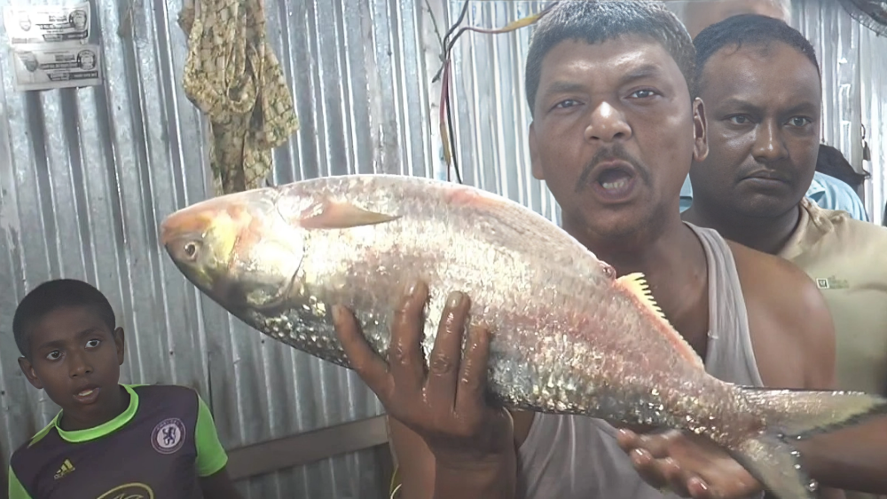 ভোলার আড়াই কেজির ‘রাজা ইলিশ’ এখন ঢাকার পথে