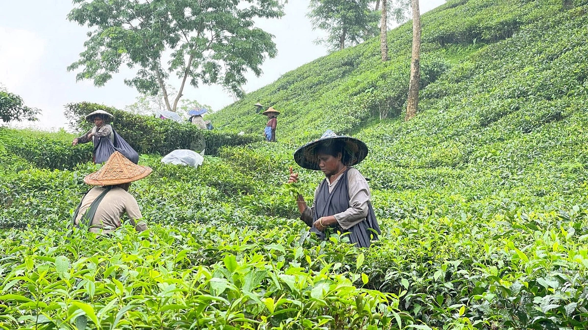 চা শ্রমিকদের ভাতার টাকা আত্মসাতের অভিযোগ, ইউএনওর কাছে নালিশ